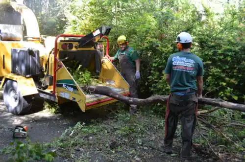 tree services Pine Hills